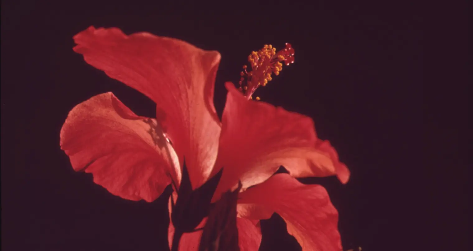 Fotografia de perto de uma flor vermelha.